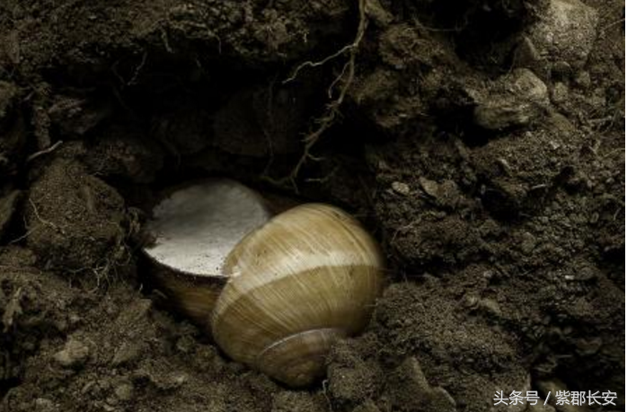 动物冬眠:蜗牛 蜗牛一般生活在比较潮湿的地方,它们喜欢呆在植物丛中