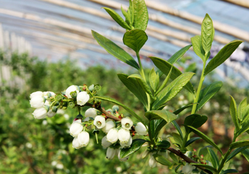 大棚蓝莓开花「碧奥特熊蜂」来授粉