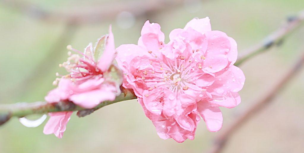 桃花磁力