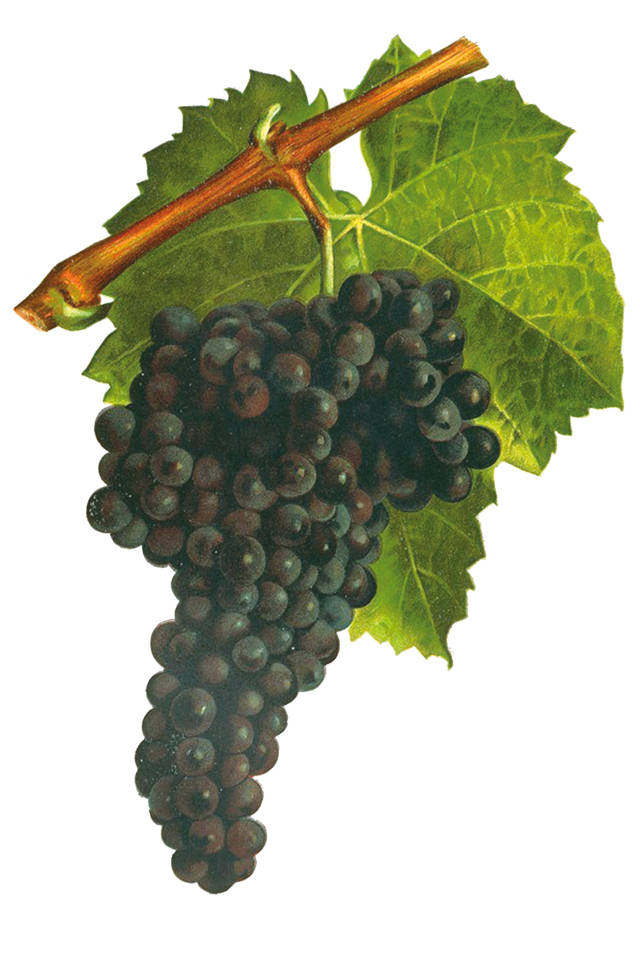 葡萄酒系列基础知识篇之葡萄品种--西拉