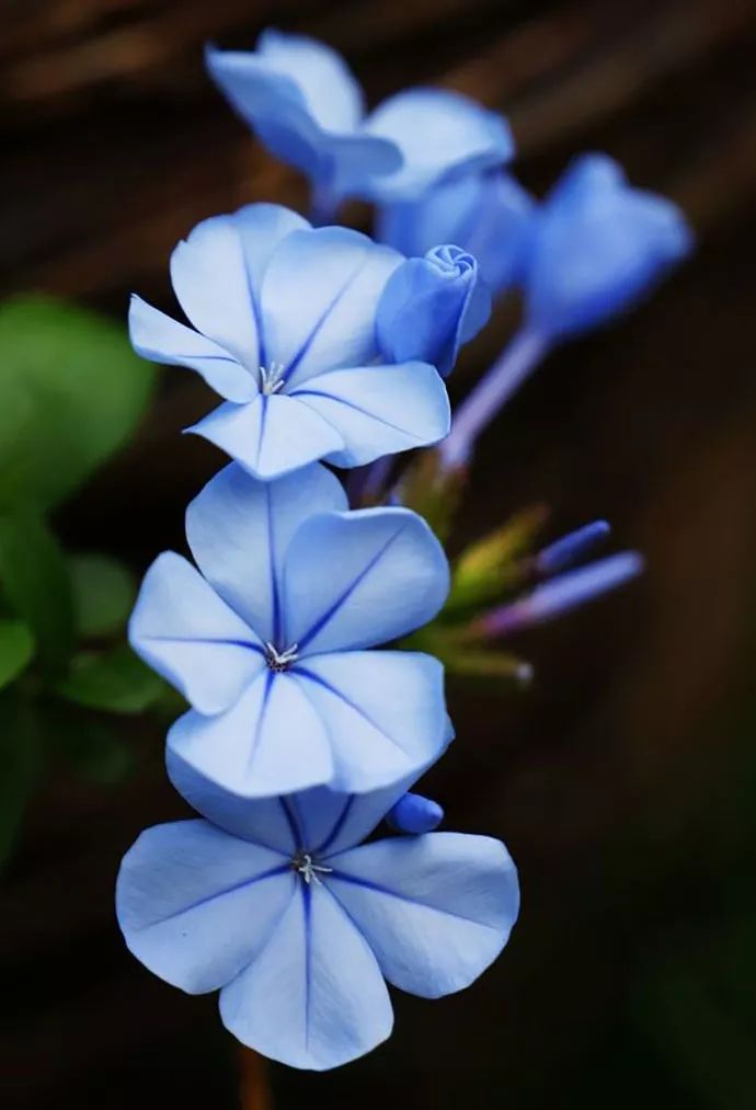 花色与运势蓝色的花