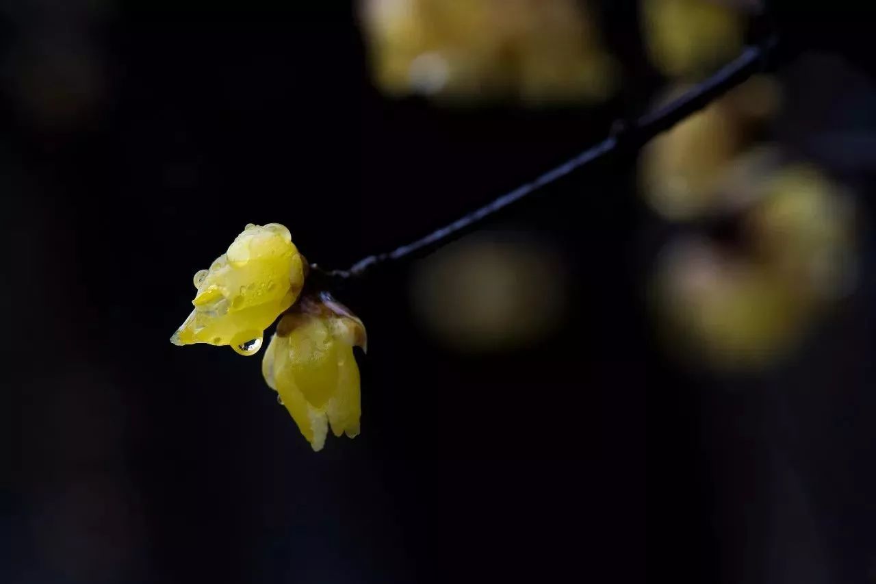 恰是这样的冬雨霏霏