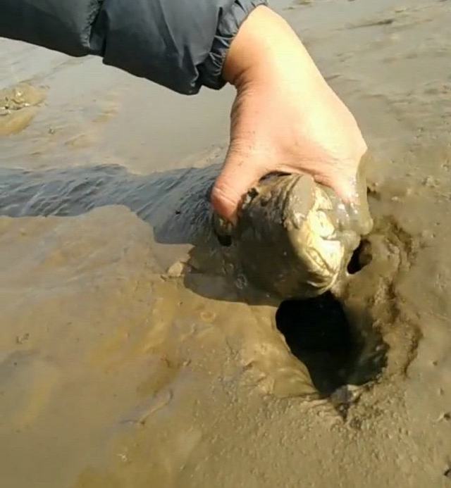 冬季河道干涸,烂泥下藏许多大鱼,正是抓鱼的好时机