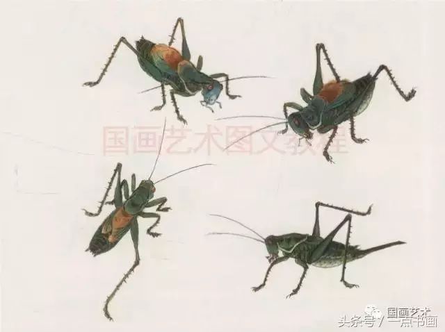 图文教程丨蝈蝈彩墨画法