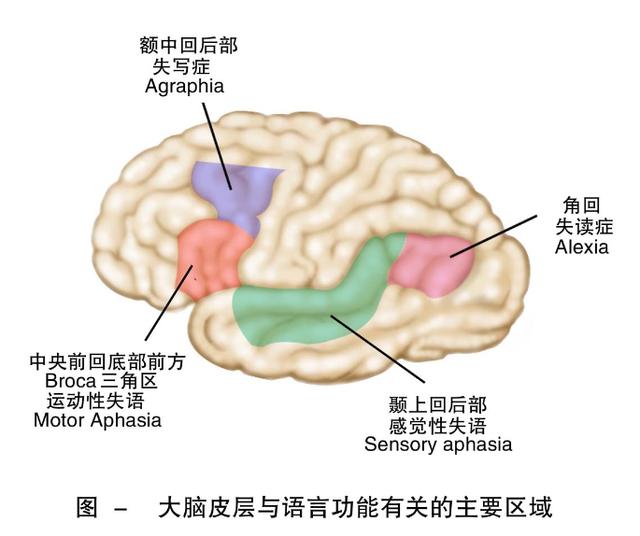 语言表达能力强的孩子都比较聪明吗