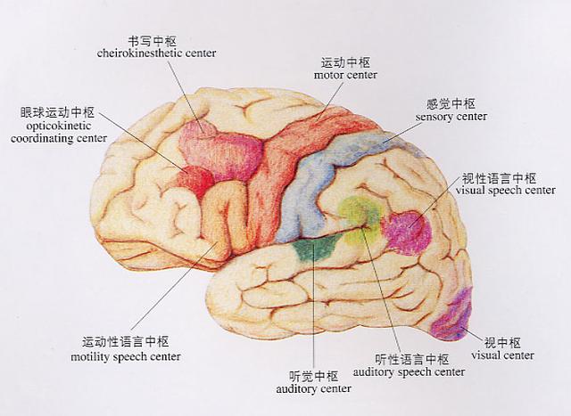 儿童语言发育与思维认知发育的关系如此紧密