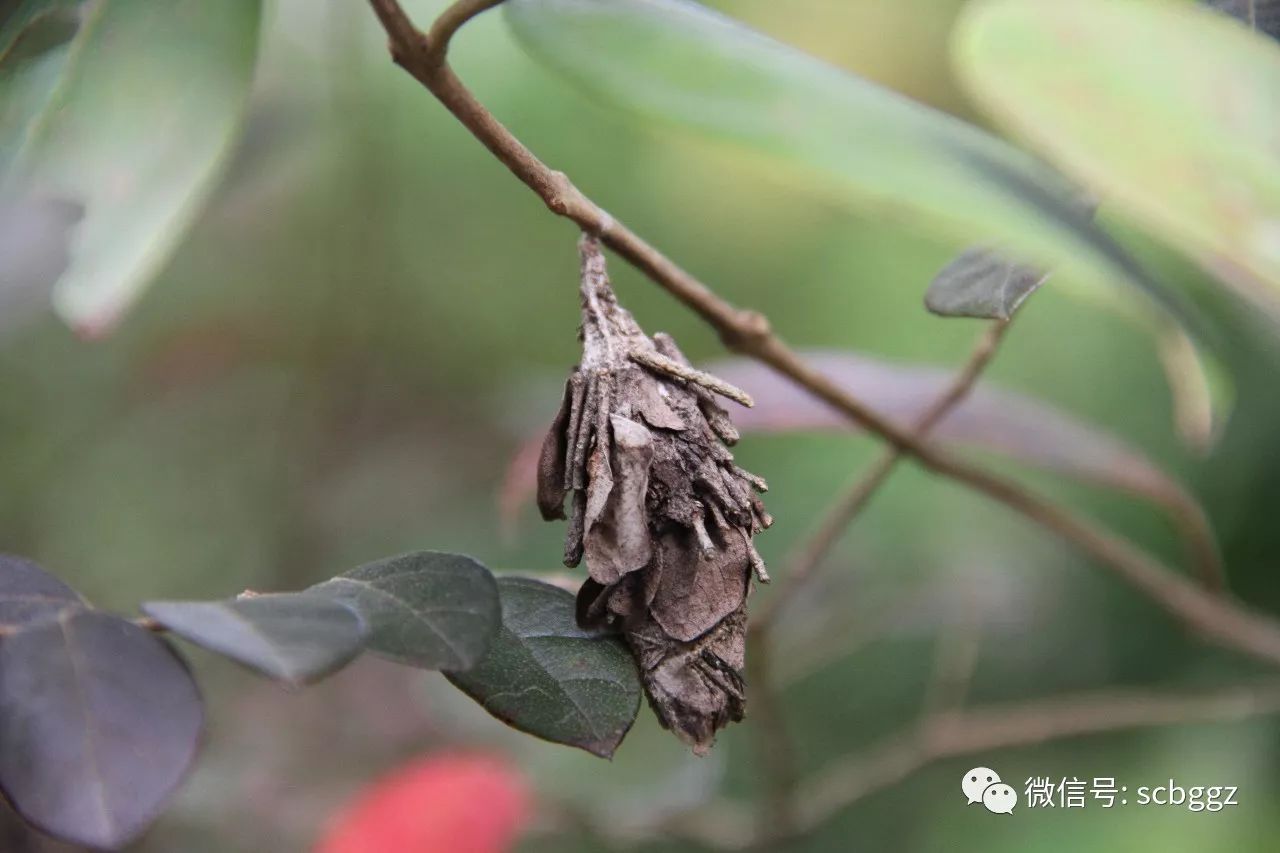 大家唠叨几句注意事项 我们与一只如同飘落枯叶的蛾相遇,并洞悉了蓑蛾