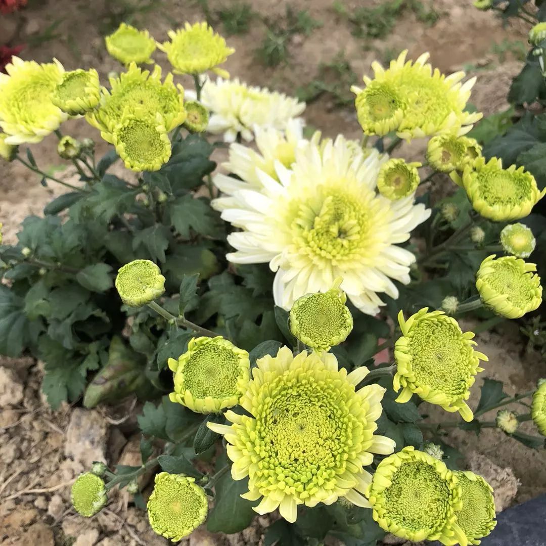 美哭!大鹏这个地方漫山遍野的菊花,惊艳景象震撼人心!