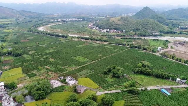 七拱镇作为阳山淮山的主产地,自改革开放后便开始规模种植淮山,从