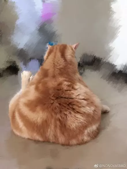 橙猫为什么出胖子