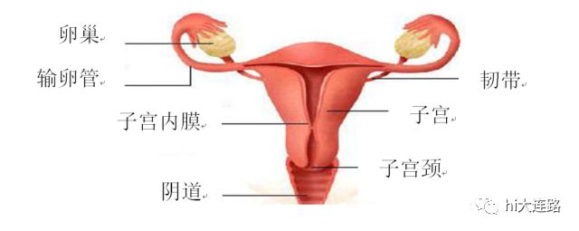 子宫颈:分泌粘液,排卵期有利于精子向卵子游动.