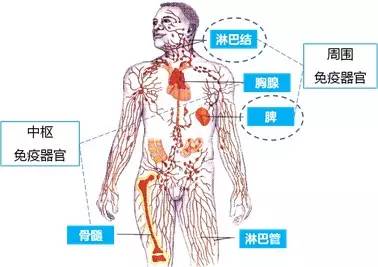 【丞燕】爱特—淋巴系统有什么功能