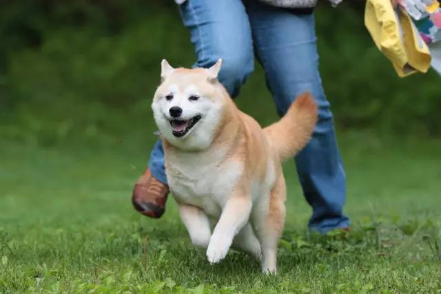 柴犬的历史悠久,可以追溯到绳纹时代(公元前12000年~公元前300年).