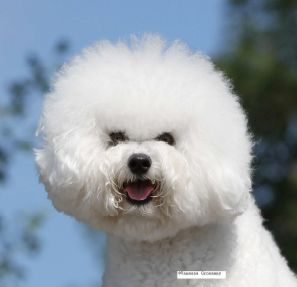 2016 / en fci-国际纯种犬标准第 215 号 bichon frise 本图片并不