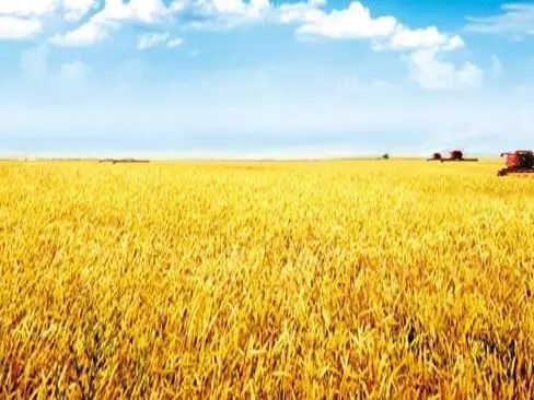 小麦的面积稳住,产量稳住;要调动地方重农抓粮和农民务农种粮的