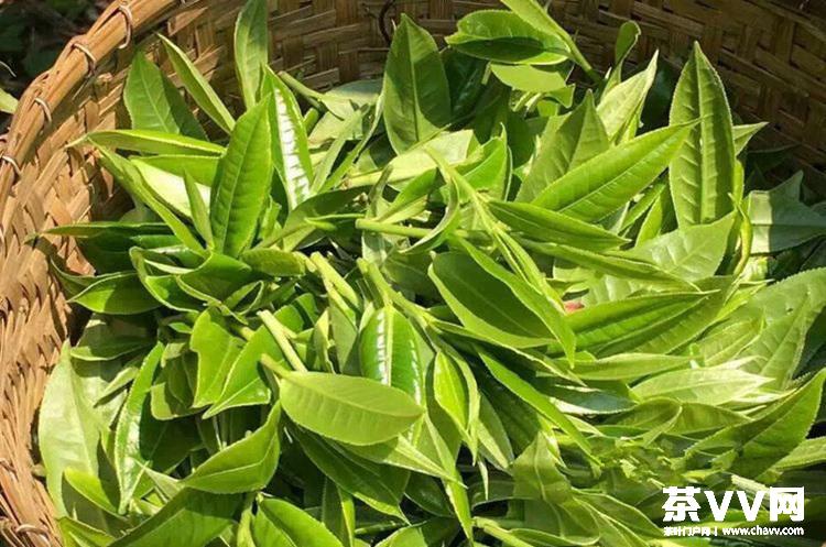 每年2-5月所采摘的普洱茶茶菁所制作而成的茶品为春茶,9月下旬-11月所