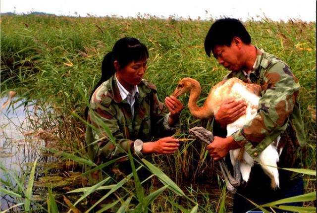 鹤专家徐铁林之子,我国环境保护战线第一位因公殉职烈士徐秀娟的弟弟