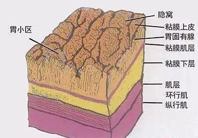 胃壁结构图