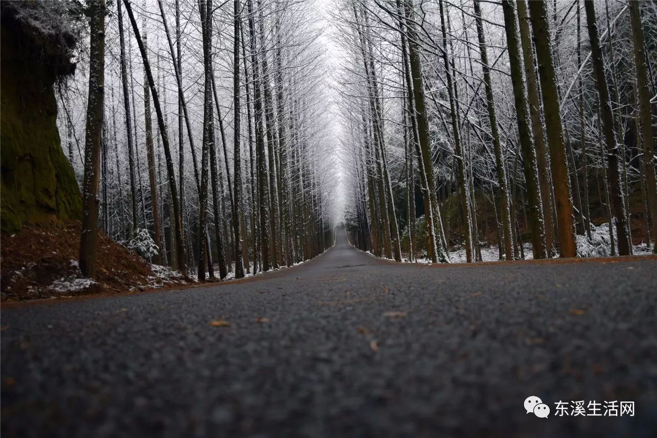 苍溪县最美的雪景-三溪口国家森林公园 没有之一!