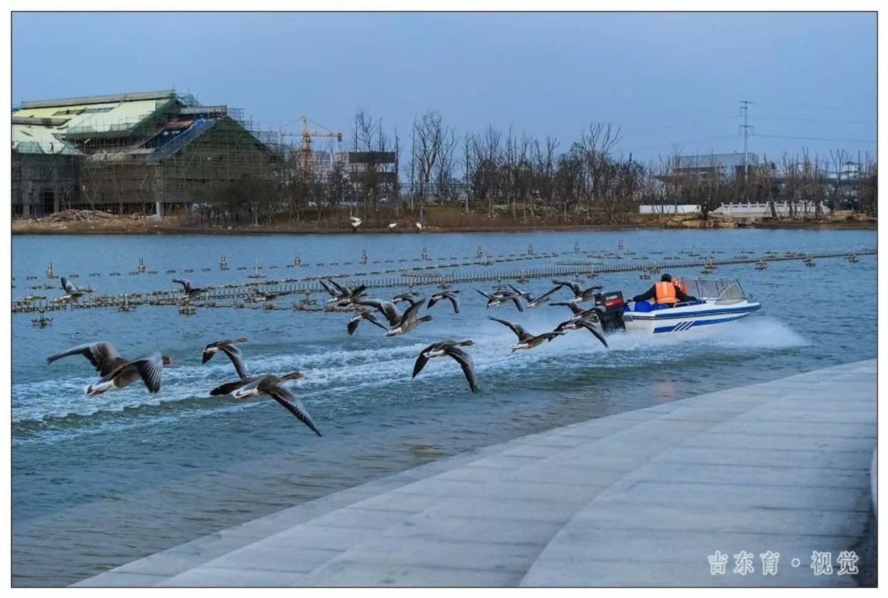 这几幅作品拍摄于射阳千鹤湖.