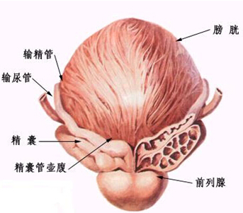 前列腺在男性的盆腔里,位于膀胱"出口"的下边,像执勤的列兵守卫着膀胱