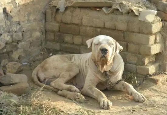 终极杀戮机器库达犬,猛犬中的战斗犬!