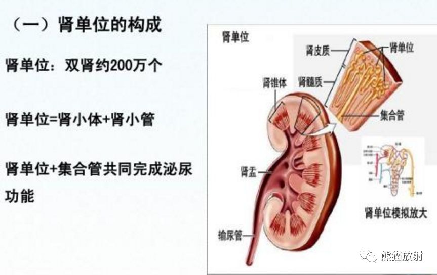 精彩解剖丨肾脏,输尿管,膀胱,肾上腺,前列腺