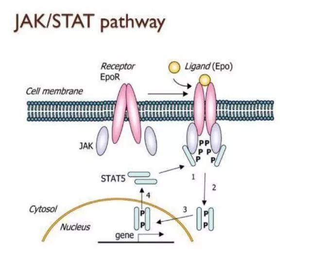 jak-stat 细胞信号通路对细胞信号转导有着重要作用.