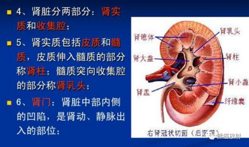 精彩解剖丨肾脏,输尿管,膀胱,肾上腺,前列腺