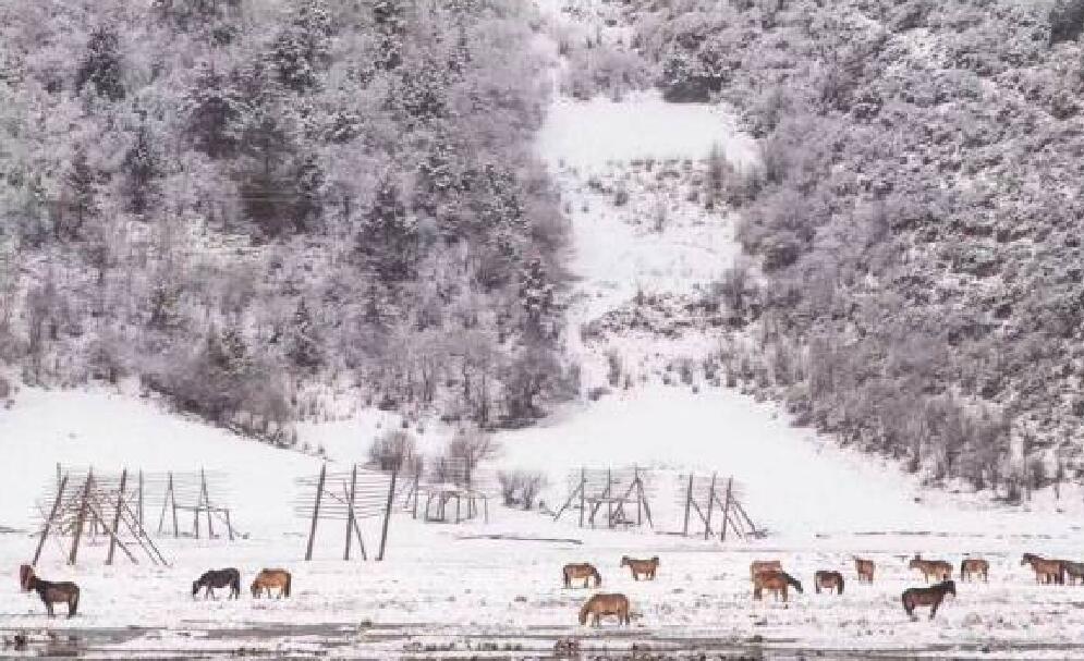 瑞雪初降造句