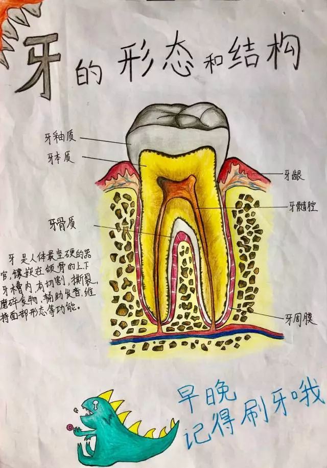 牙的形态和结构