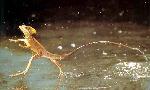 神奇的动物世界 | 蜥蜴:奔跑在沙地上的"四脚蛇"