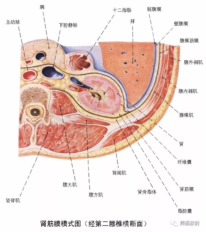 精彩解剖丨肾脏,输尿管,膀胱,肾上腺,前列腺