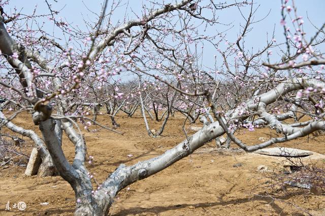 桃树栽培技术 桃树冬季修剪技术要领