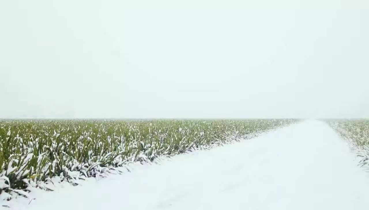 刘庄店雪景