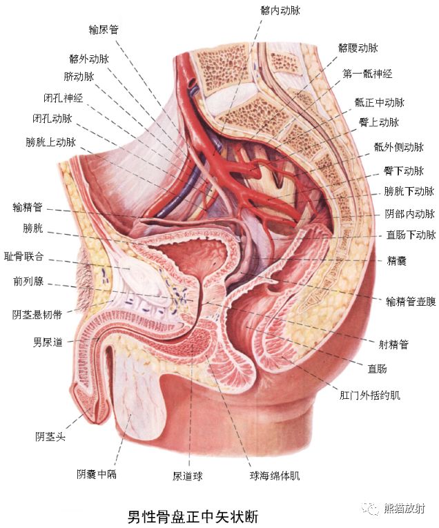 精彩解剖丨肾脏,输尿管,膀胱,肾上腺,前列腺
