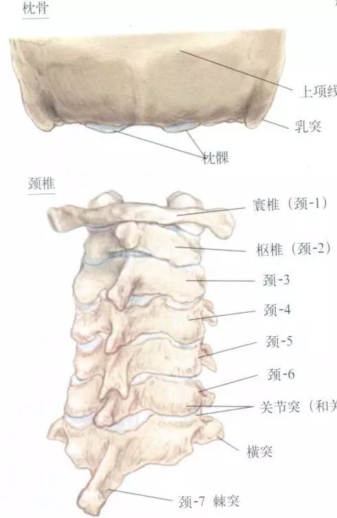 第一颈椎称为寰椎,第二颈椎称为枢椎,第七颈椎称为隆椎.