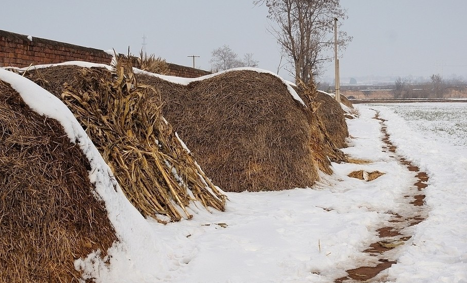 一场大雪后,农村老人常说"一九一场雪,猪狗不吃黑"什么意思?