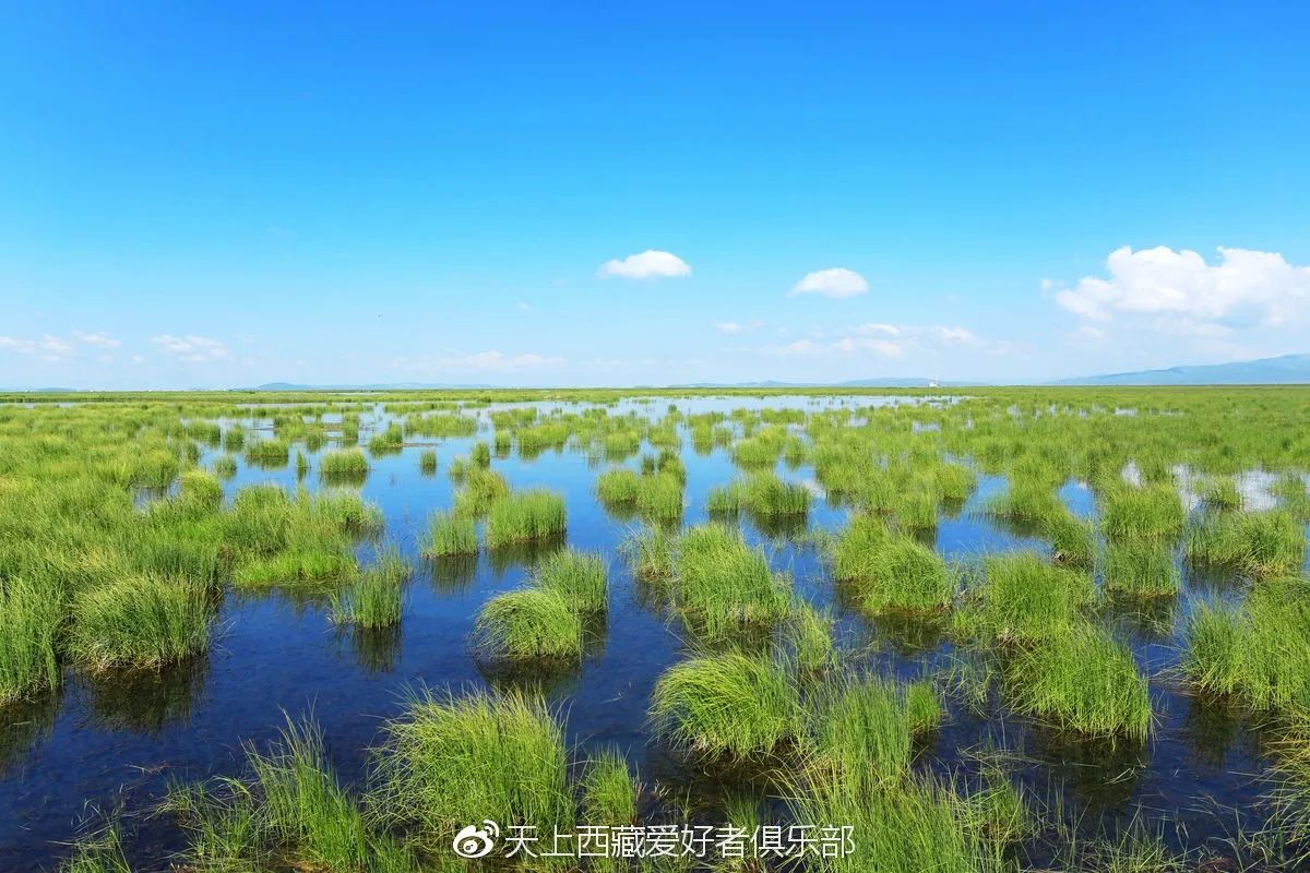 世界面积最大的高寒沼泽湿地深隐藏地却美成世外桃源