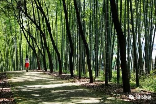 武汉每日一景 | 走进官桥八组旅游区