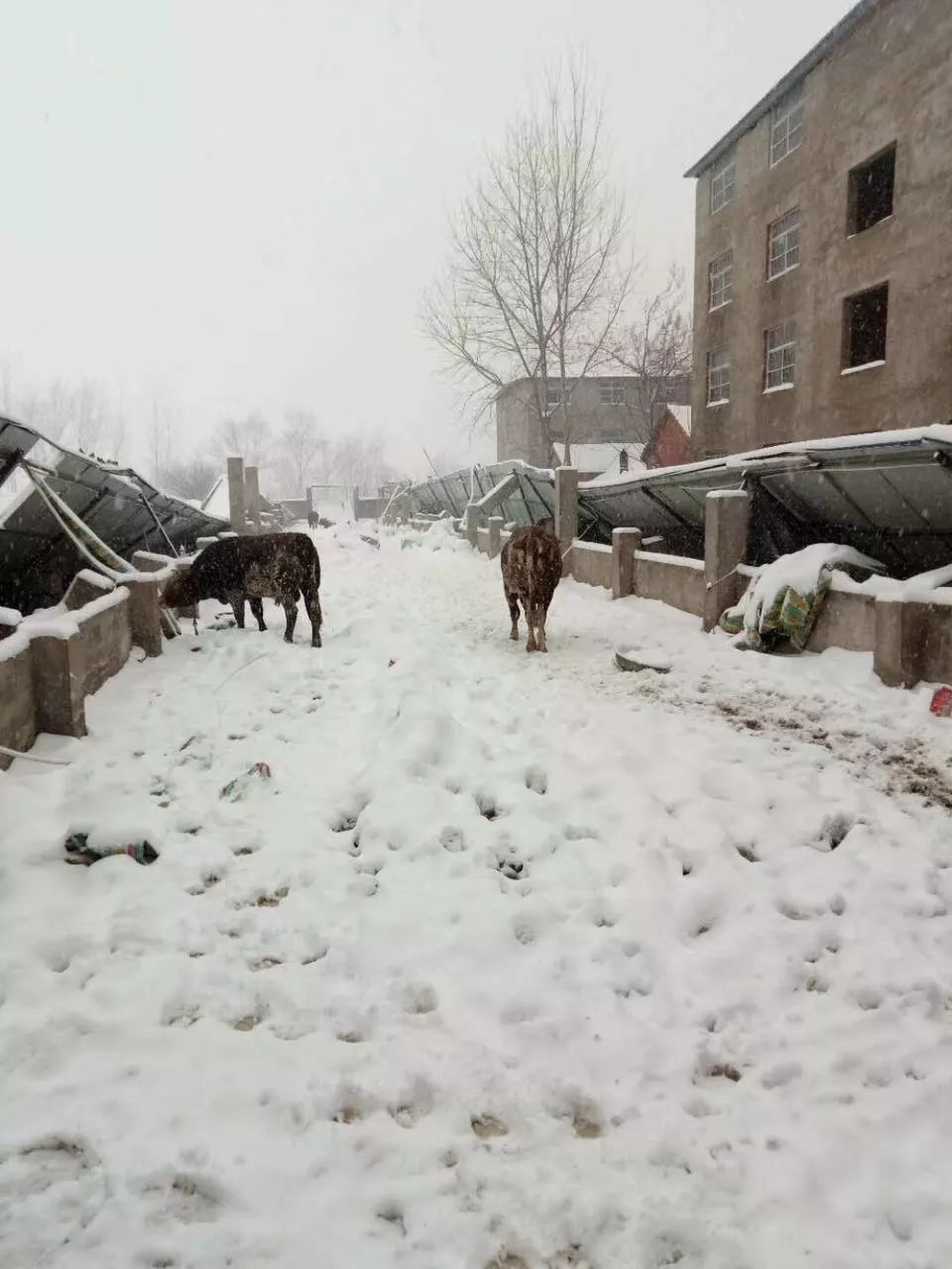 你们来感受下这厚度 颍上城内道路积雪实拍 来看看农村的!