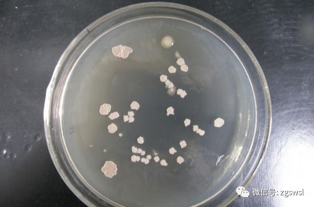 饲粮添加凝结芽孢杆菌与枯草芽孢杆菌对断奶仔猪生长性能的影响