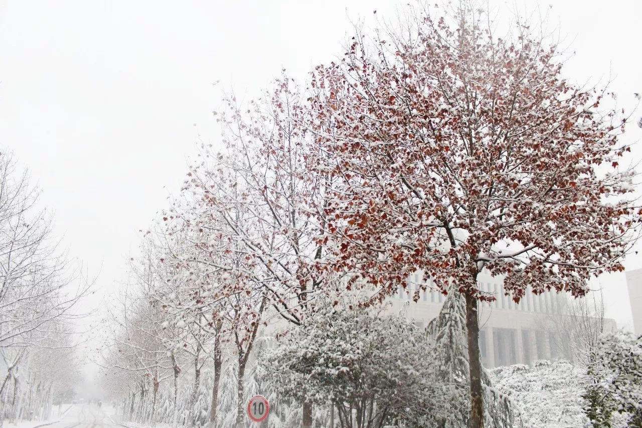 校园还记得母校的雪景吗刚刚新鲜出炉的全省大中小学校园雪景全在这快