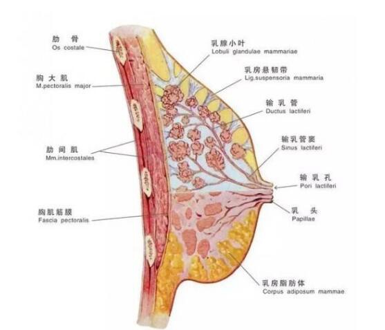 胸大的原理_俊美人台 小董 胸省的十大秘密