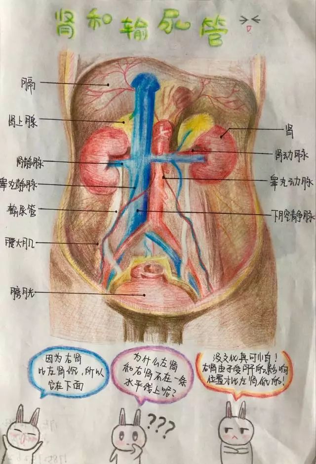 人体的重要脏器 肾和输尿管 肺大胃脾 心小肠, 膀 肾包焦 肝胆祥.