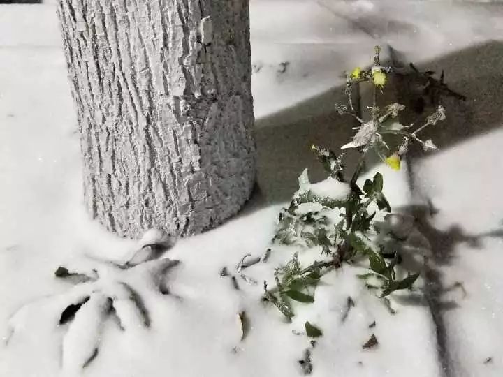 雪景||晚来天欲雪,能饮一杯无?