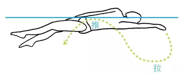 仰泳会损伤肩部?那是你的划臂姿势不对!