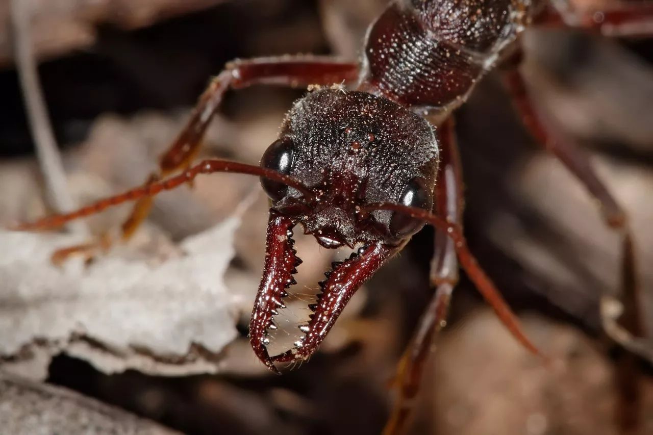 蚂蚁—经常被模仿,从未被超越 玉米熊小报no.414