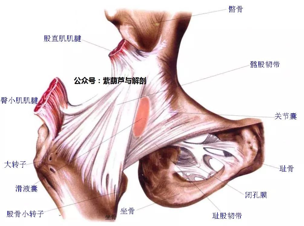 髂股韧带:位于髋关节的前面,起自髂前下棘,呈扇形止于股骨颈的转子间