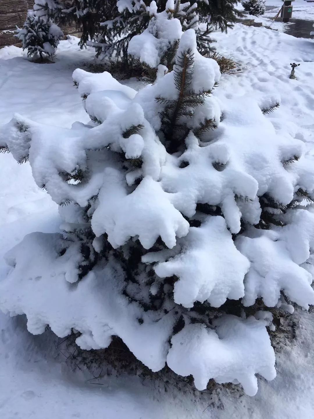 四川各地迎来2018年第一场雪,简直美到爆!一组照片惊艳全国